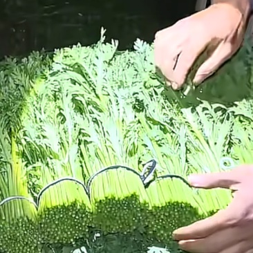 南阳叶菜
