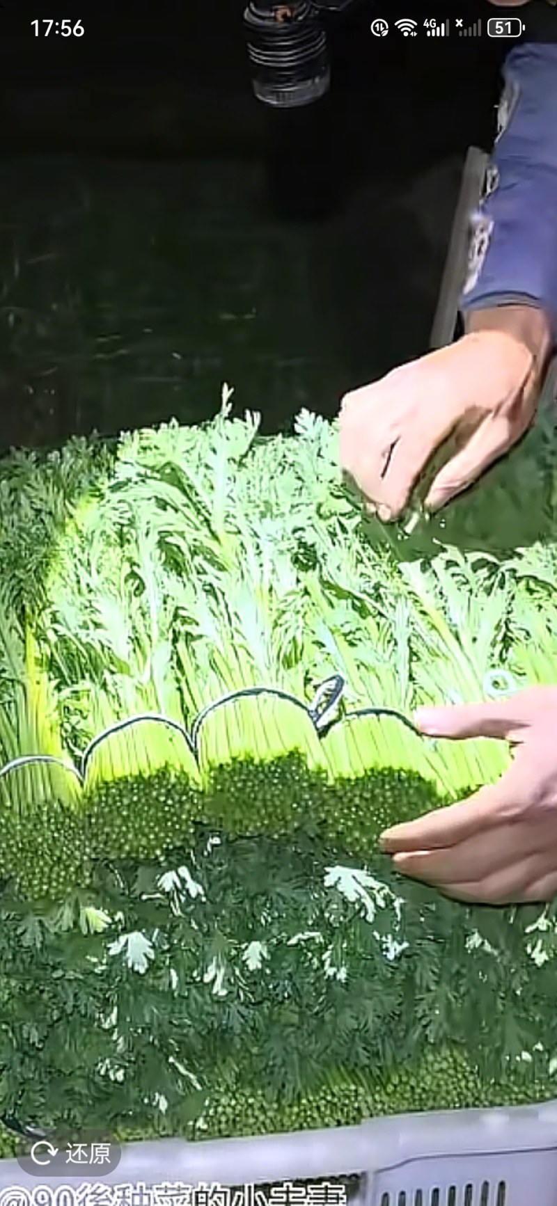 南阳叶菜