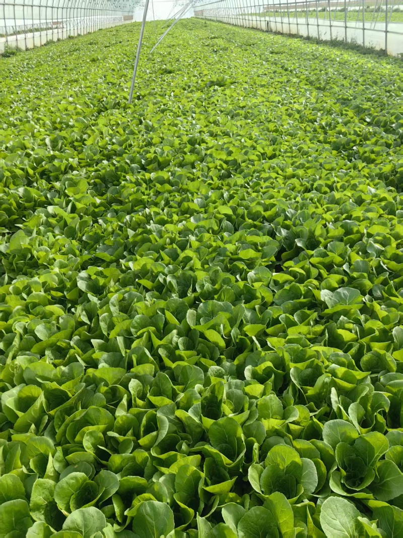 南阳叶菜