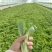 南阳叶菜