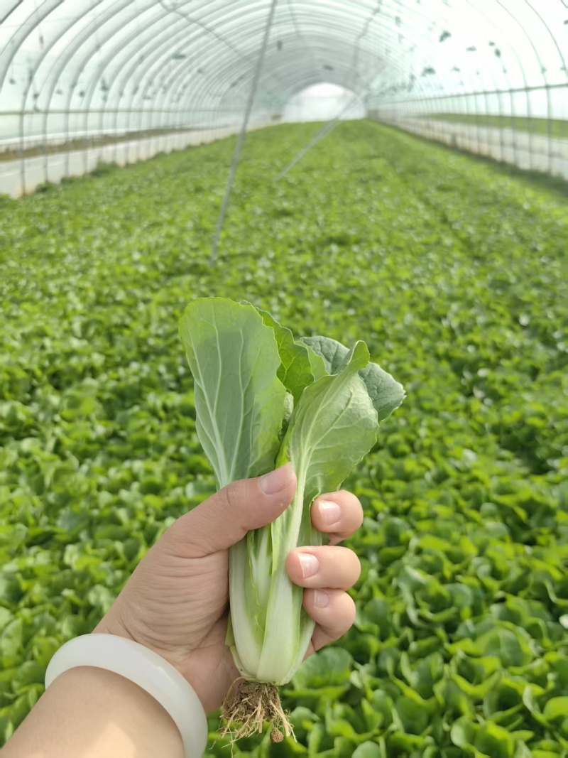南阳叶菜