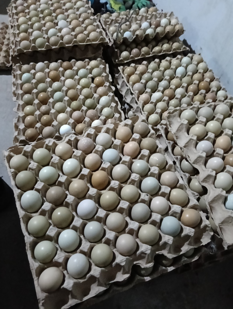 七彩山鸡蛋