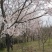 染井吉野樱花