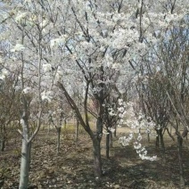 染井吉野樱花