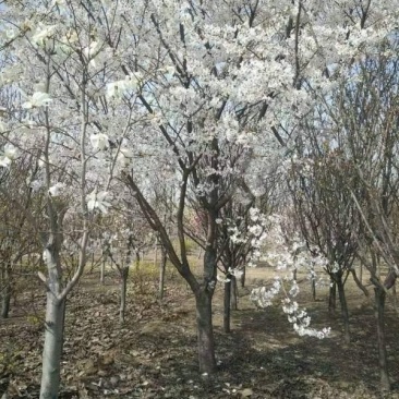 染井吉野樱花