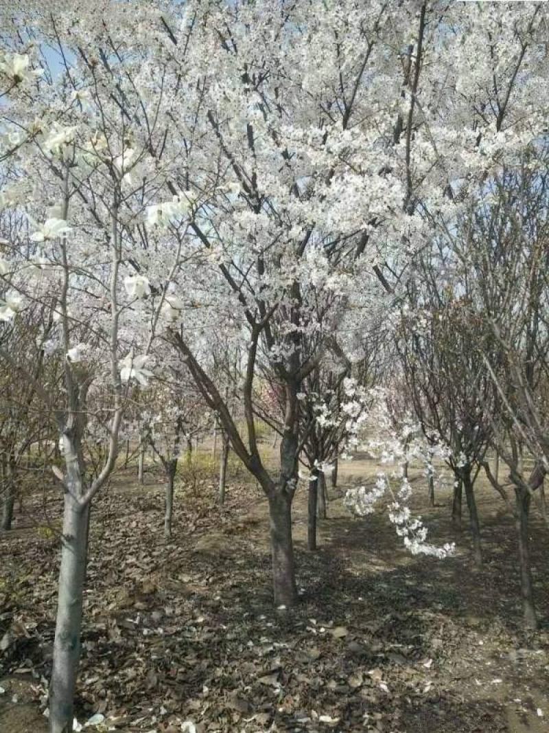 染井吉野樱花