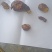 鸡宝