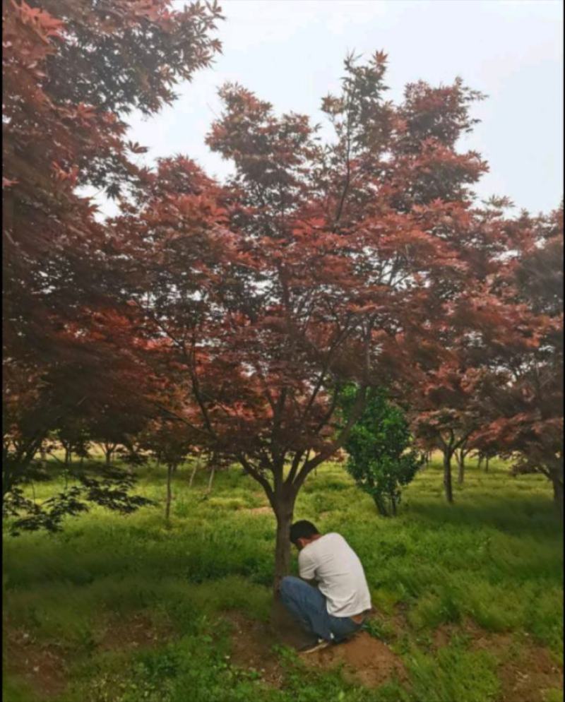 日本红枫树