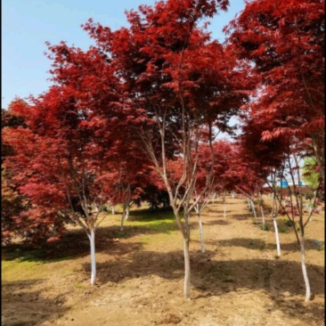 日本红枫树