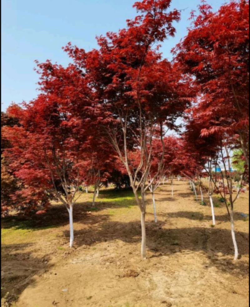日本红枫树