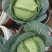 土生土长的包心菜