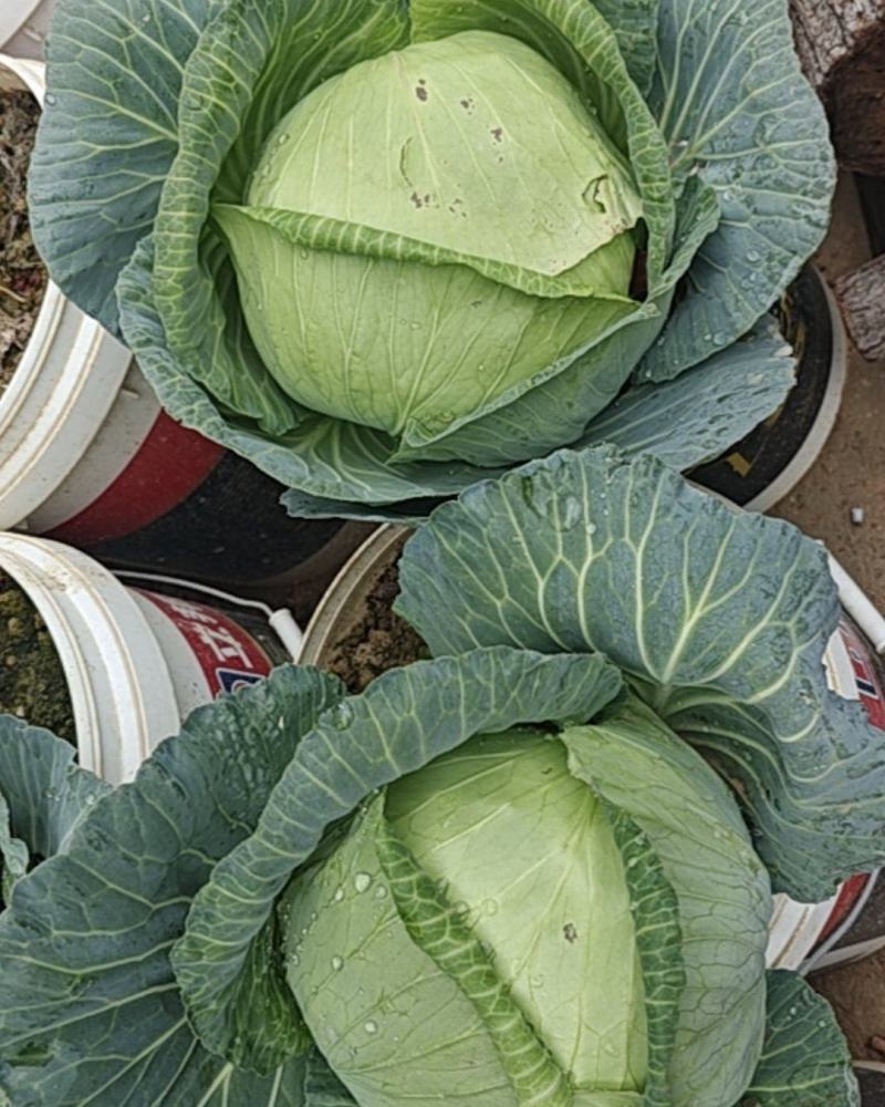 土生土长的包心菜