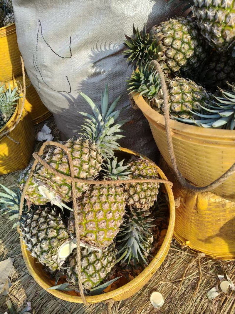 广东徐闻菠萝凤梨