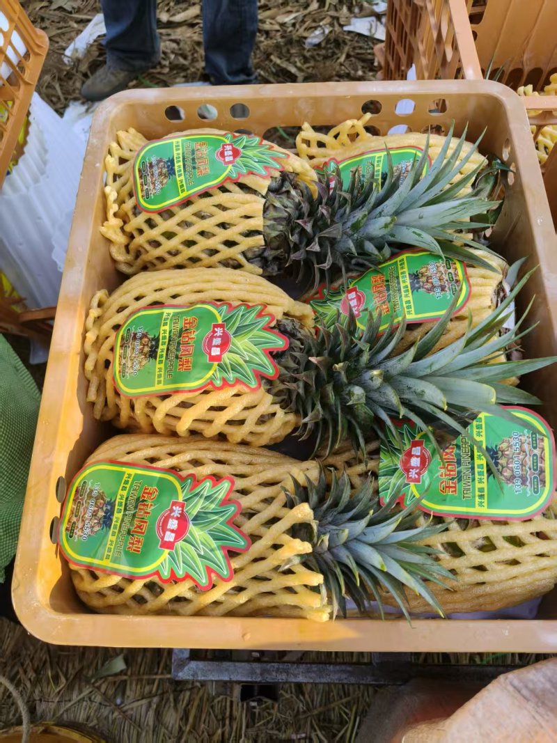 广东徐闻菠萝凤梨