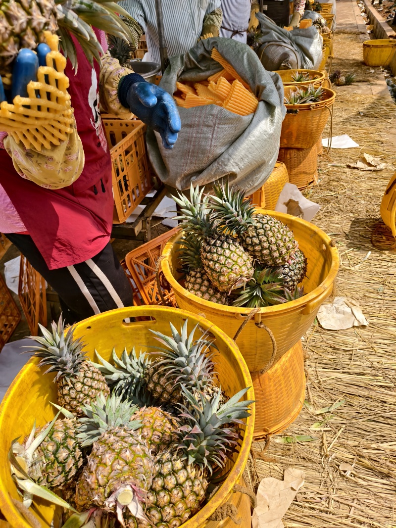 广东徐闻菠萝凤梨