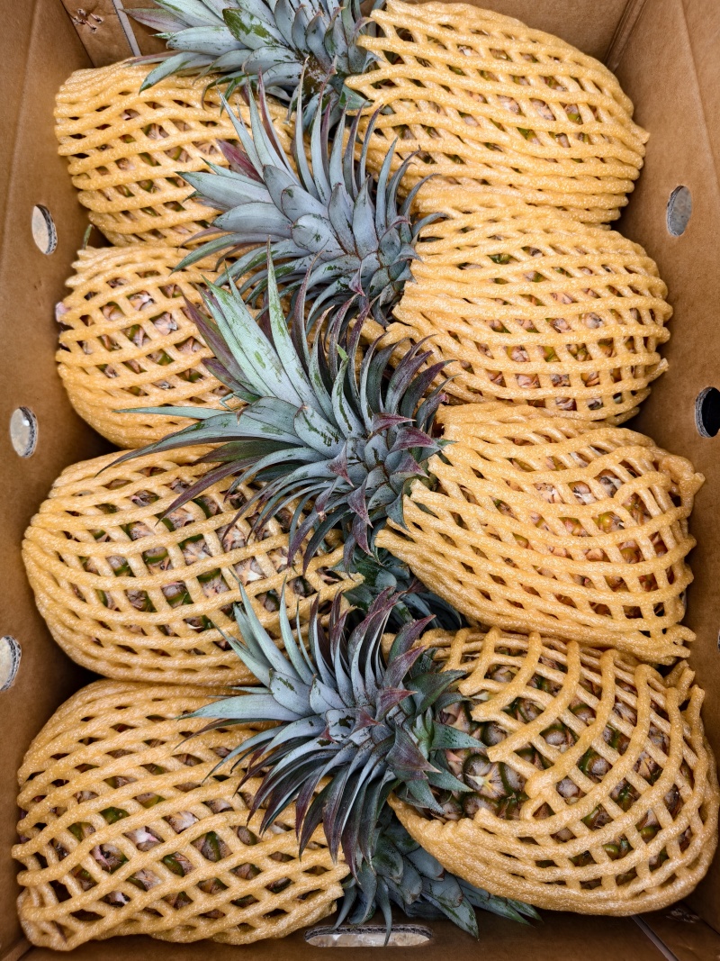 广东徐闻菠萝凤梨