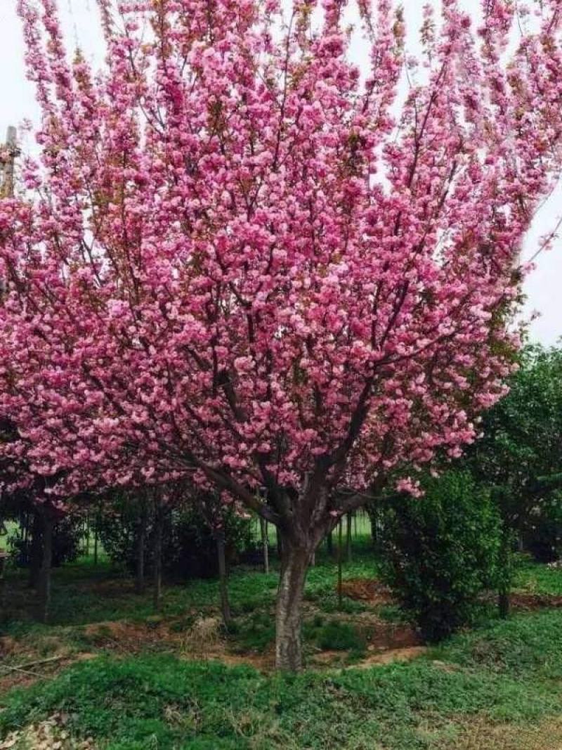 樱花