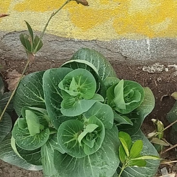 菜苔