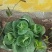 菜苔
