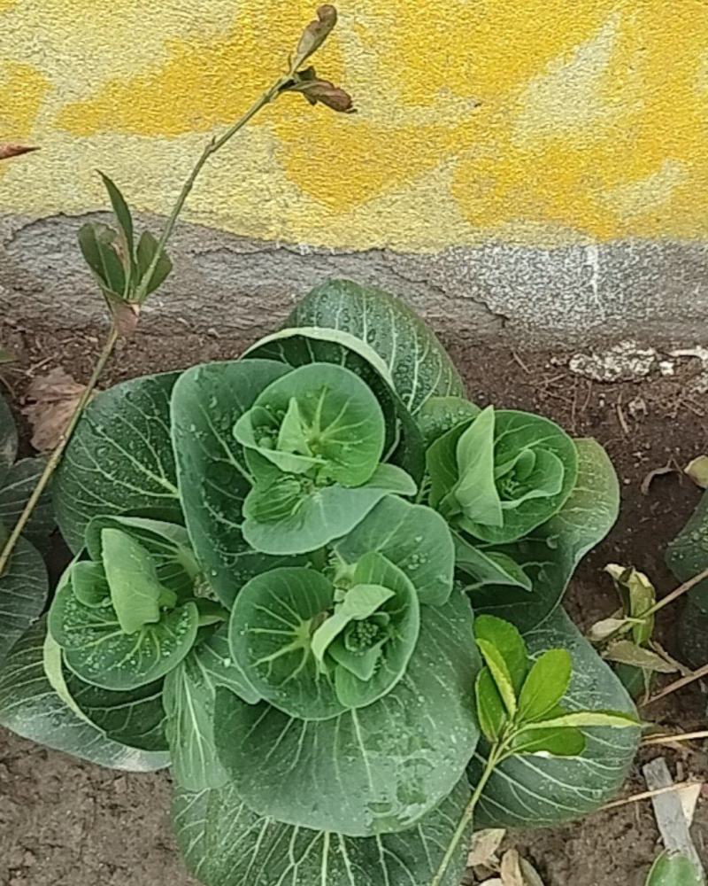 菜苔