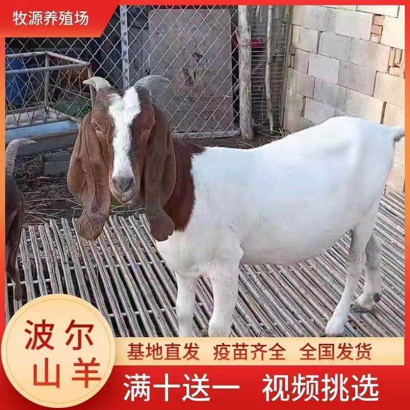 波尔山羊