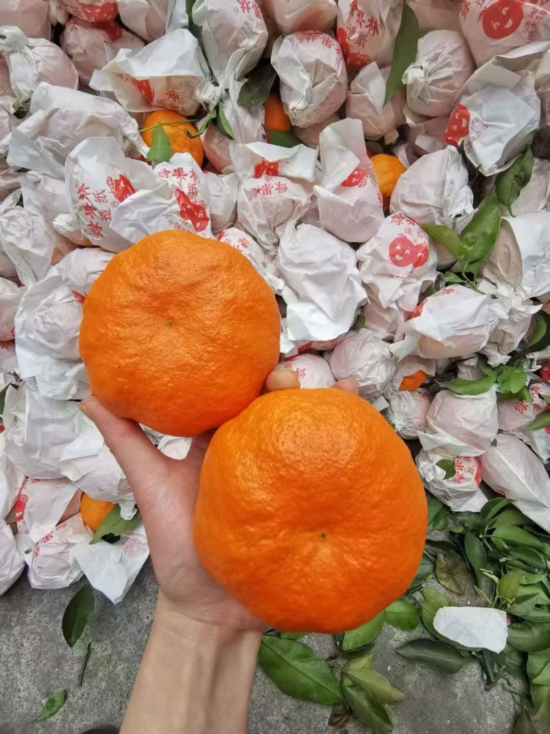 黄果柑