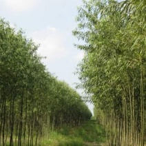 竹柳树
