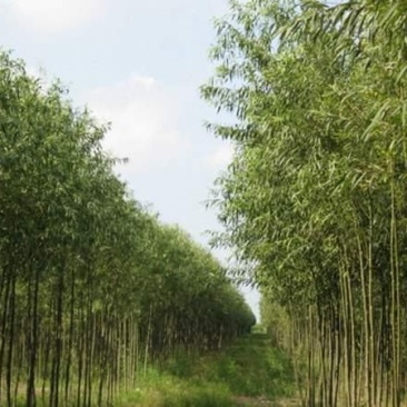 竹柳树