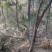 江油林下跑山鸡山林散养肉质紧实餐饮商超批发