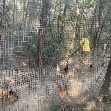 江油林下跑山鸡山林散养肉质紧实餐饮商超批发