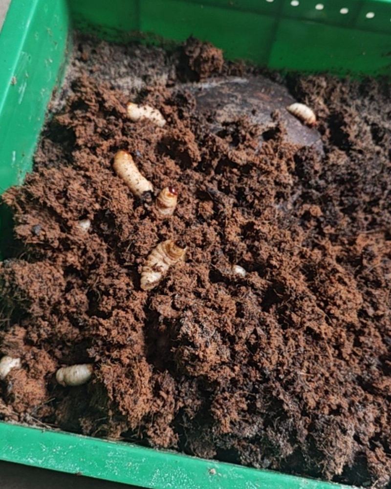 竹笋虫可以零售，也可以批发。有需要的朋友可以看一下。🐛🐛