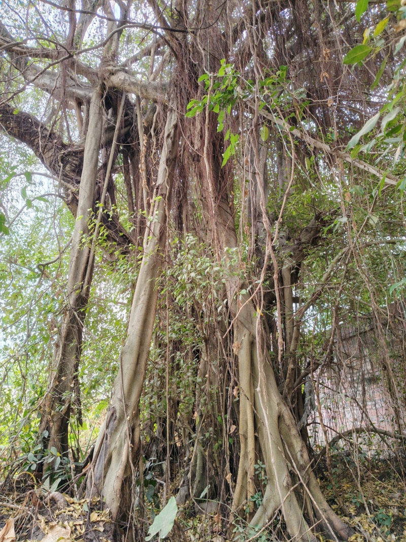 高山榕树，黄果榕树。微，任我行。垂叶榕树