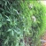 醉蝶花