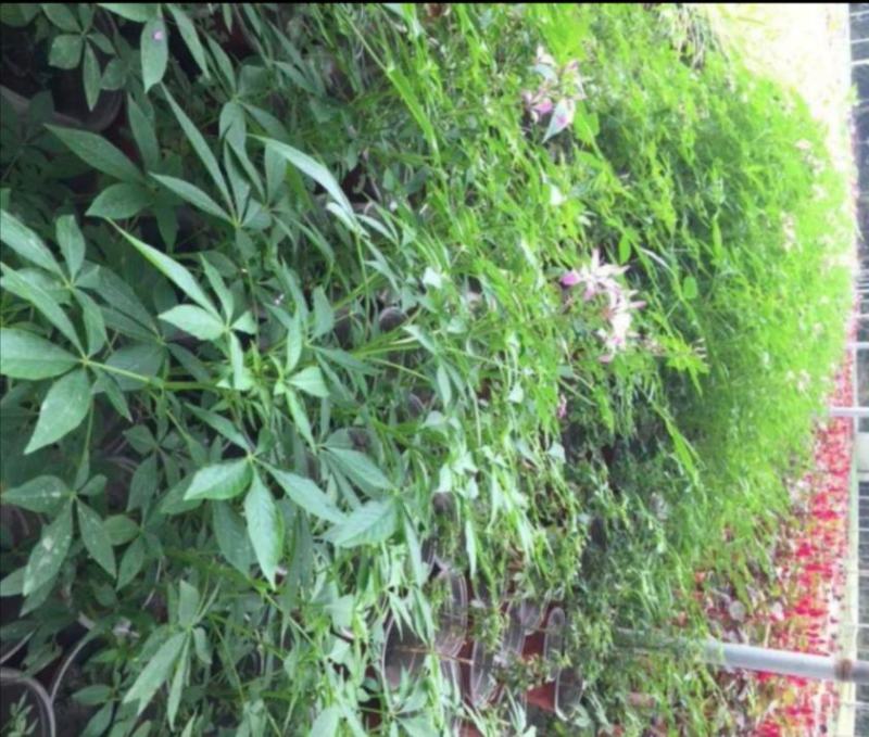 醉蝶花