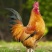 9斤红鸡苗