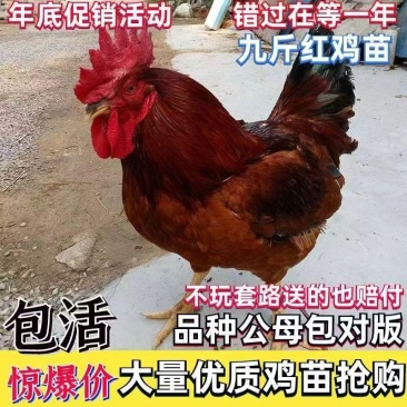 9斤红鸡苗