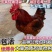 9斤红鸡苗