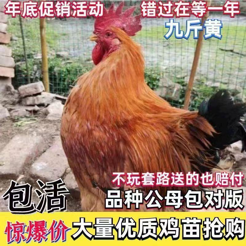 9斤黄鸡苗