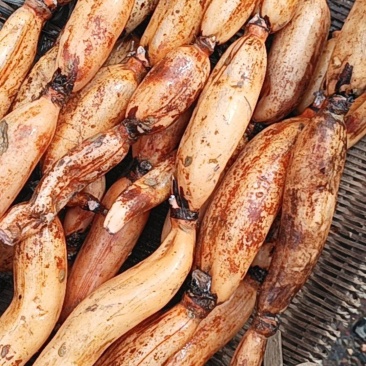 广东清远莲藕