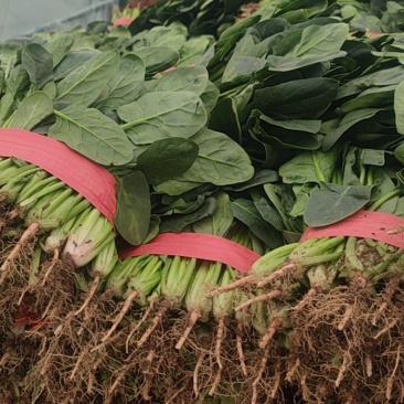 精品小菠菜正在出货，需要的抓紧