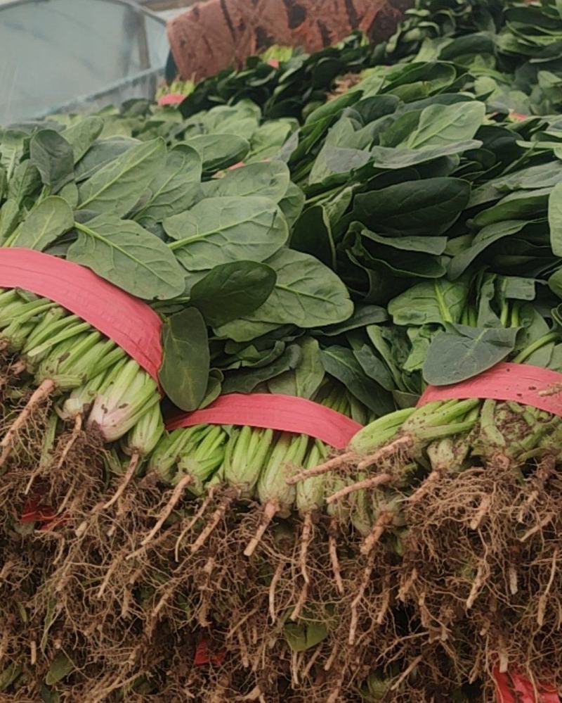 精品小菠菜正在出货，需要的抓紧