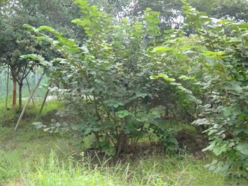 紫荆树