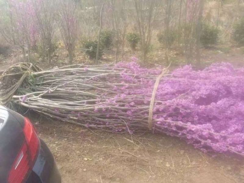 紫荆树