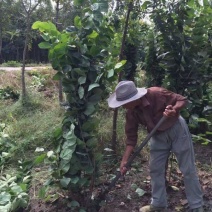 紫荆树