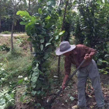紫荆树