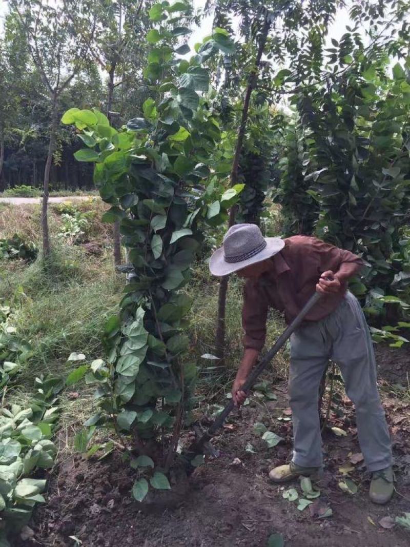 紫荆树
