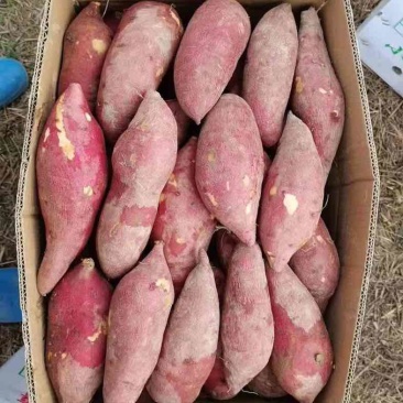 g33红薯