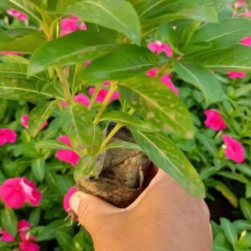 皂角