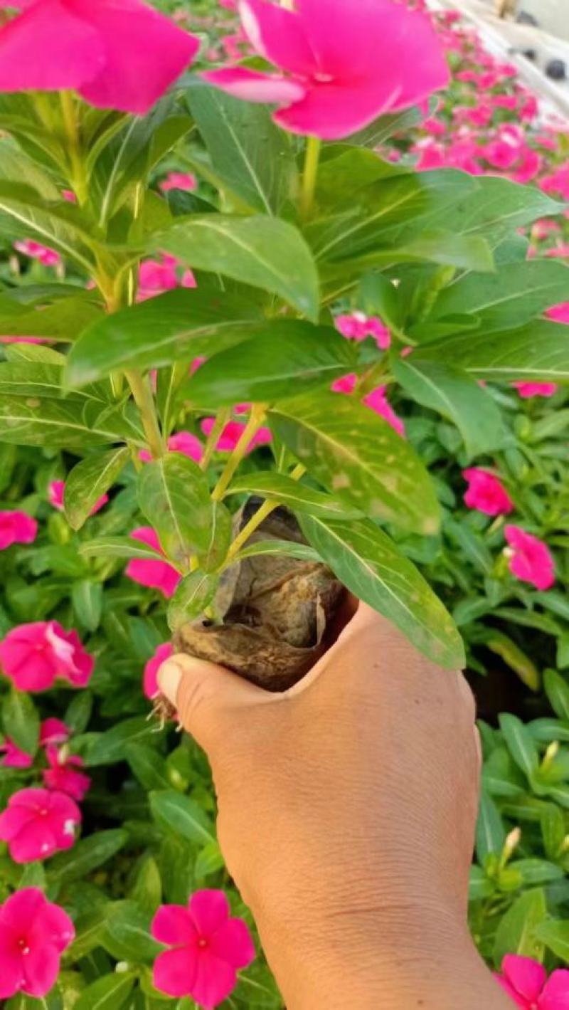 皂角