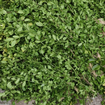 白对叶肾.白墙络.扶芳藤